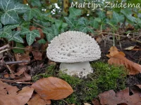 Stekelkopamaniet [Amanita solitaria]